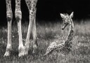 well protected Plakat / 30x40cm