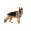 Royal Canin Rc Maxi Adult 26 15Kg