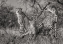 Three Cats Poster Plakat / 40x50cm