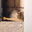 Beeztees Catnip Jungle Sjiraffhale