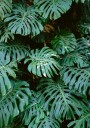Monstera wall in Lisbon Plakat / 21x30