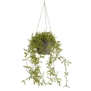 Mr Plant Hoya Hengeplante 25 cm