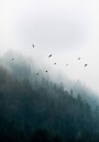 Foggy Morning 4 Plakat Plakat / 40x50cm