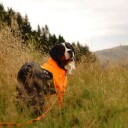 Non-stop Dogwear Protector hundedrakt F Orange/Black - Full kroppsbeskyttelse for hunder
