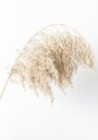 Boho Minimalist Dried Grass Plakat Plakat / 100x150cm
