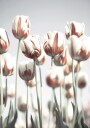 Dutch Tulips Plakat Plakat / 100x150cm