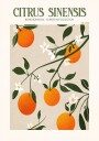 Orange Elegance Plakat / 100x150cm
