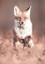 Smiling Fox Plakat Plakat / 50x70cm