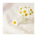 Volant - Eterisk olje øko Roman Chamomile