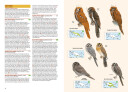 Birds of New Guinea ed. 1