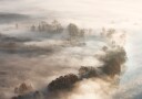 Golden Foggy Trees Plakat / 40x50