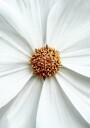 Daisy Close Up Flower Plakat Plakat / 100x150cm