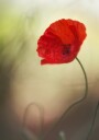 Vibrant Red Poppy Plakat / 21x30