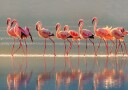 Flamingo Plakat Plakat / 50x70cm
