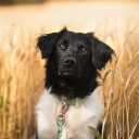 Tyylivoitto Classy Hundehalsbånd Stor Modell Lysgrønn (Xl)