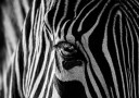 Abstract Zebra Poster Plakat / 21x30cm
