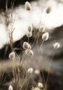 Grass In Sunlight Plakat Plakat / 40x50cm