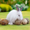 Quapas! Nibble Eske Med Gnagerleker 8 Stk
