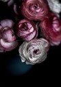 Dark Flowers 2 Plakat / 40x50cm