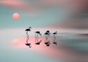 Natalia Family flamingos. Plakat / 70x100cm