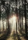Sunlight Through The Trees Plakat Plakat / 30x40cm