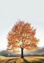 Majestic Autumn Tree Plakat Plakat / 21x30cm