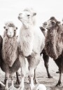 Camels in the Desert Plakat Plakat / 70x100cm
