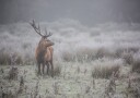 Prideful. deer . Poster Plakat / 50x70cm