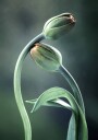 Tulip Buds Plakat Plakat / 40x50cm