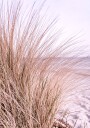 Pink Beach Grass Plakat Plakat / 100x150cm