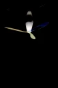 Luceplan Blow Taklampe Transparent/Print E27