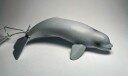 Figur Collecta Beluga hval unge 10 cm