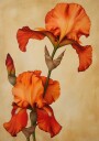 Poster Canvas Sng Iris 36 Poster Plakat / 50x70cm