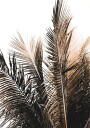 Palm Leaves No. 1 Plakat Plakat / 100x150cm