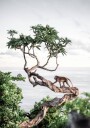 Monkey in Tree Plakat Plakat / 70x100cm