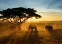 Elephants Golden Sunset Plakat / 50x70