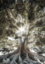 Tree with Large Roots Plakat Plakat / 100x150cm