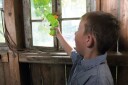 Haba Insektsuger