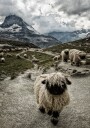 Susanne Landolt Out of my way Plakat / 100x150cm