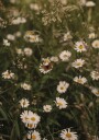 Chamomile and Butterfly Plakat Plakat / 100x150cm