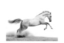 Fototapet White Gallop 400x309 - Artgeist sp. z o. o.