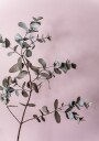 Eucalyptus 12 Plakat / 50x70cm