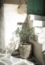 Charming Olive Tree in a Rustic Setting Plakat Plakat / 30x40cm