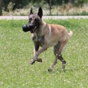 Kong Extreme (L)