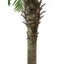 Europalms Phoenix Palm Tree Luxor, 210cm