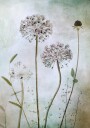 Mandy Disher Allium Plakat Plakat / 50x70cm