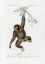 Chimpangze Plakat / 30x40