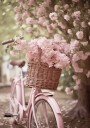 Pink Bicycle and Blossoms Plakat Plakat / 21x30cm