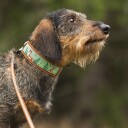 Tyylivoitto Shine Eazy Hundekobbel Refleks Brun