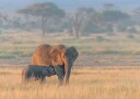 African Elephant Mother Calf Plakat / 70x100